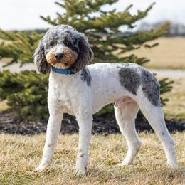 Bruno - Bernedoodle