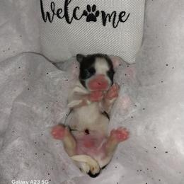 Burtton - Gold and white male Shih Tzu puppy in Arcadia, Florida from Kitsune Cuddles and kisses