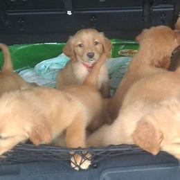 Golden Retriever Puppies from Ginger Snap Golden Retrievers