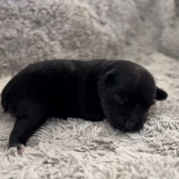 Jaime Oliver - Black tri male Miniature Australian Shepherd puppy in Queen Creek, Arizona from Arizona Aussies