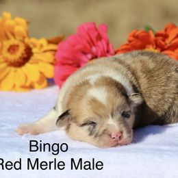 Bingo - Red merle and white male American Corgi puppy in Scio, Oregon from Abundant Joy Corgis