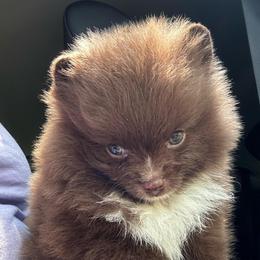 Dash - Chocolate male Pomeranian puppy in Springfield, Missouri from Hope Mountain Pomeranians