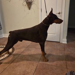 Blake - Doberman Pinscher