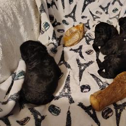 Benson - Black male Poodle puppy in Gainesville Ocala, Florida from Curly Que Standard Poodles and Havanese
