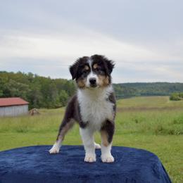 Australian Shepherd Puppies from KT’s Aussies