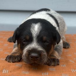 Julio - Blue mottled male Australian Cattle Dog puppy in Seneca, Missouri from MO Morningstar Heelers