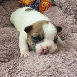 Hawthorne - Fawn male French Bulldog puppy in Galt, California from The three little frenchies