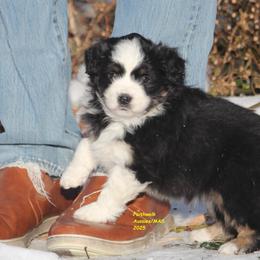 Drift - Black tri female Miniature American Shepherd puppy in Hillsdale, Michigan from Faithwalk Aussies and Mini American Shepherds