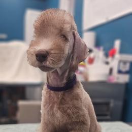 Purple Girl - Liver female Bedlington Terrier puppy in Rincon, Georgia from Prismic Bedlington Terriers