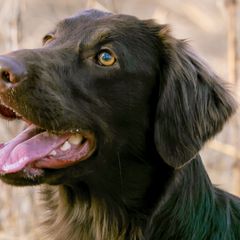 Flat-Coated Retriever All Grown Up from Shayna Flat-Coated Retrievers