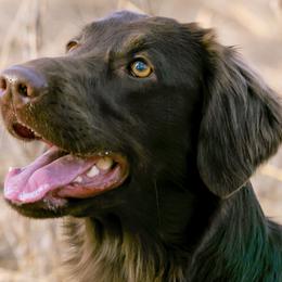Flat-Coated Retriever All Grown Up from Shayna Flat-Coated Retrievers