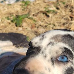 Great Dane Puppies from RCM Great Danes