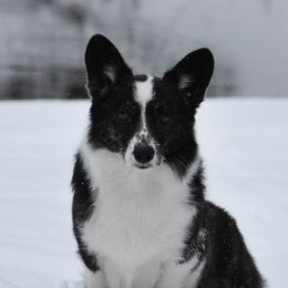 Gable - Cardigan Welsh Corgi