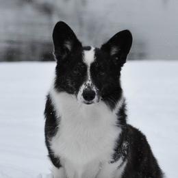 Gable - Cardigan Welsh Corgi