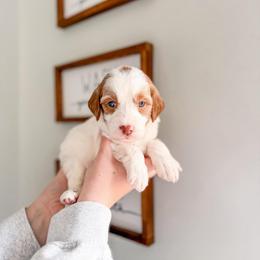 Hailthorn - Parti male Goldendoodle puppy in Greencastle, Indiana from Willow & Co.