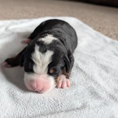 Girl 4 - Black, white and red female Greater Swiss Mountain Dog puppy in Reinholds, Pennsylvania from Stonebridge Swissies