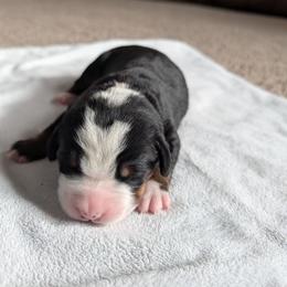 Girl 4 - Black, white and red female Greater Swiss Mountain Dog puppy in Reinholds, Pennsylvania from Stonebridge Swissies