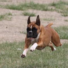 Boxer All Grown Up from Lando Boxers