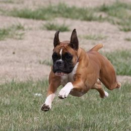 Boxer All Grown Up from Lando Boxers