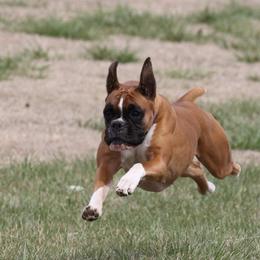 Boxer All Grown Up from Lando Boxers