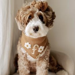 Foxe - Goldendoodle