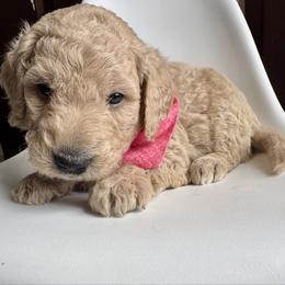 Red Boy - Apricot male Goldendoodle puppy in Lebanon, Pennsylvania from Homespundoodles