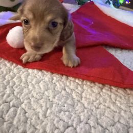 Ollie - Cream female Dachshund puppy in Jackson's Gap, Alabama from Lake Martin Doxies