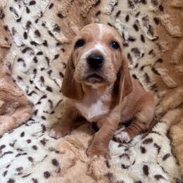 Ladybug - Tan and white female Basset Hound puppy in Pilot Mtn, North Carolina from Lowdown Love Basset Hounds