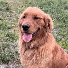 Luna - Golden Retriever