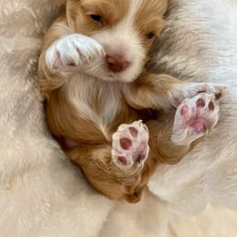 Cocker Spaniel Puppies from Jennifer Dees