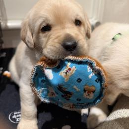 Twix - Yellow male Labrador Retriever puppy in Eugene, Oregon from LakeHouse Labrador Retriever LLC