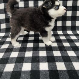 Maltese and Siberian Husky Puppies from Nyx’s Pack