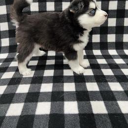 Maltese and Siberian Husky Puppies from Nyx’s Pack