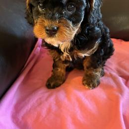 Josie - Black and tan female Cavapoo puppy in Burke, New York from Patti’s Puppies