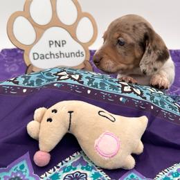 Alicia - Dapple female Dachshund puppy in Ben Wheeler, Texas from P&P Dachshunds