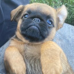 Girl 2 - Belge female Brussels Griffon puppy in Valley Springs, California from Gold Country Griffs