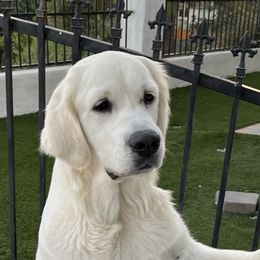 IVY - Golden Retriever