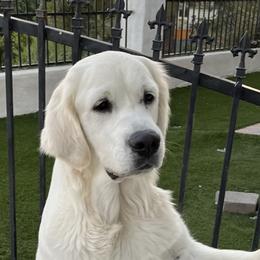 IVY - Golden Retriever
