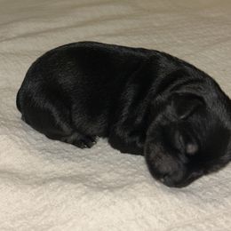 Girl 2 - Black and silver female Miniature Schnauzer puppy in Woodburn, Kentucky from Southern Kentucky Schnauzers