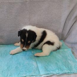 Snow King - White male Collie puppy in St Stephens, Wyoming from Desert Kennels