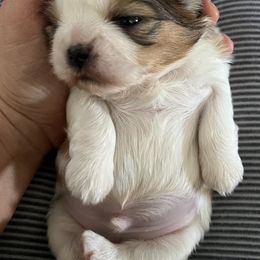 Boy 1 - Red and white Shih Tzu puppy in Springfield, Oregon from Oregon Shih Tzu