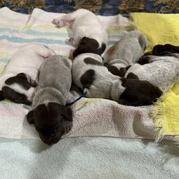 German Shorthaired Pointer puppies from Holding Hands Farm