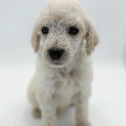 Muffin - Cream male Poodle puppy in Otto, North Carolina from Wild Suns Farm