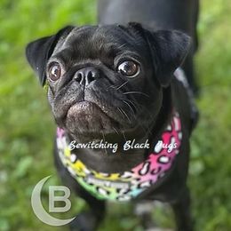 Lindy - Pug