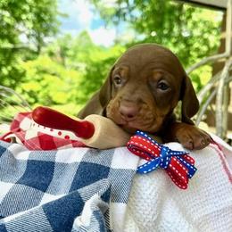 Maverick AKC - Chocolate and tan male Dachshund puppy in Hendersonville, North Carolina from Snarky Doxy Miniature Dachshunds
