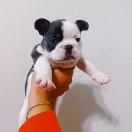 French Bulldog Puppies from Kaity Vaughn