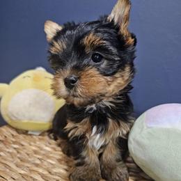 Pineapple - Black and gold female Yorkshire Terrier puppy in Tamarac, Florida from Yorkiefamily7