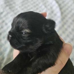 Shih Tzu Puppies from Lavender Lane Tzus