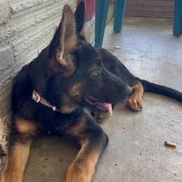 Cercea stalk - Black and silver female German Shepherd puppy in Lake Charlse, Louisiana from Dettaalpha Kennels