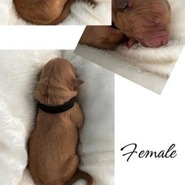 Golden Retriever Puppies from Rosie’s Goldies